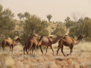Australië - kamelen