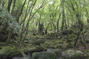Kyushu - natuur