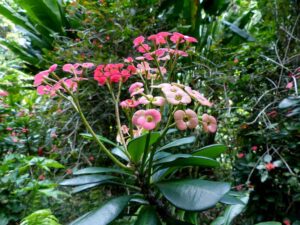 La Réunion - bloemen