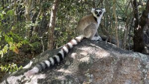 Madagascar - fauna
