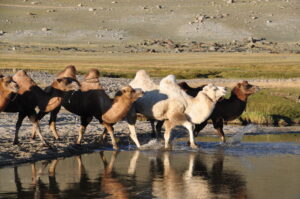 Mongolia - natuur