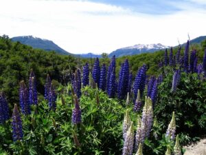 Patagonië - lupines