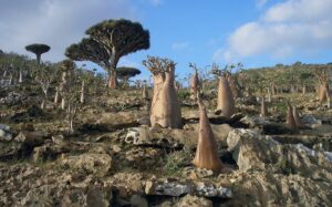 Socotra - natuur
