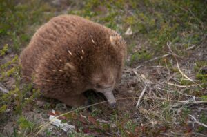 Tasmania - fauna