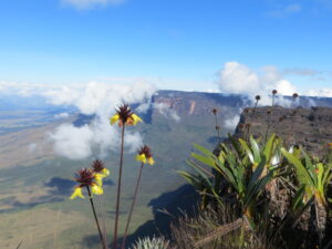 Venezuela - natuur